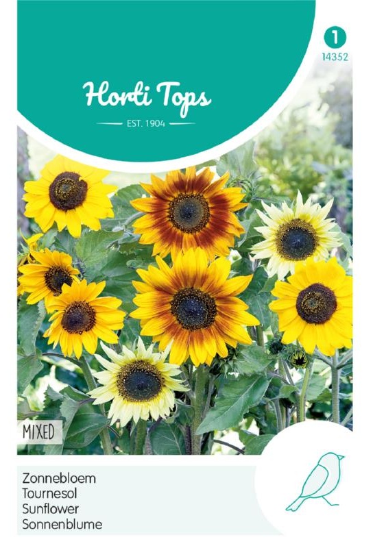 Helianthus debilis (cucumerifolius) cca 1g 