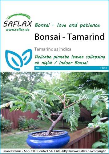 Tamarind Indický bonsaj Tamarindus indica 4 semená