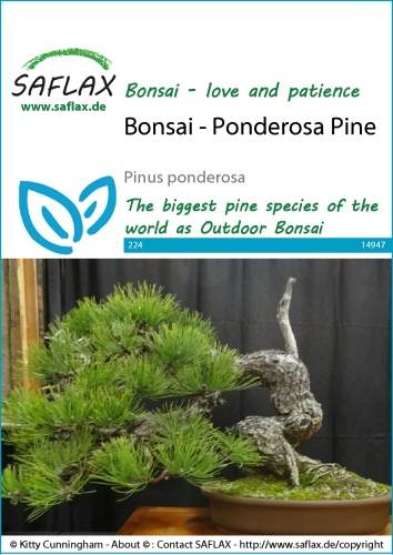 Borovica ťažká bonsaj Pinus ponderosa cca 20 semien