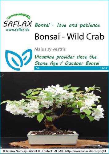 Jabloň planá bonsaj Malus sylvestris cca 30 semien