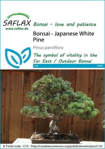 Borovica malokvetá bonsaj Pinus parviflora cca 12 semien