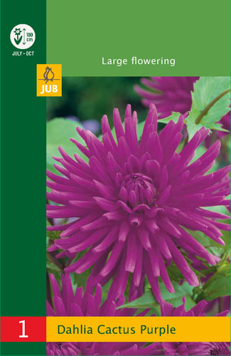 LOW BUDGET DÁLIA (GEORGÍNA) CACTUS PURPLE - 1 ks