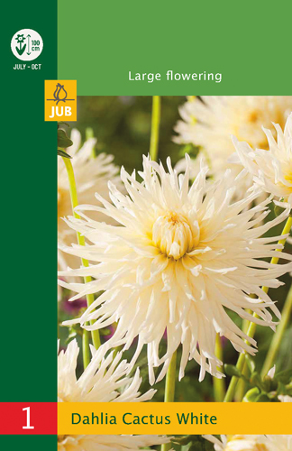 LOW BUDGET DÁLIA (GEORGÍNA) CACTUS WHITE - 1 ks