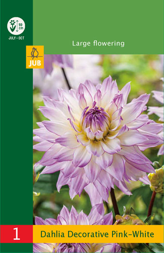 LOW BUDGET DÁLIA (GEORGÍNA) Dekoratívne PINK-WHITE - 1 ks