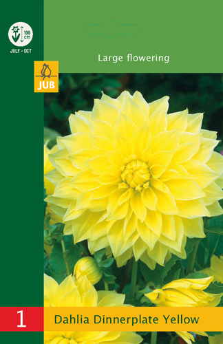 LOW BUDGET DÁLIA (GEORGÍNA) DINNERPLATE YELLOW - 1 ks