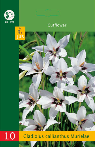 LOW BUDGET GLADIOLY CALLIANTHUS - 10 ks