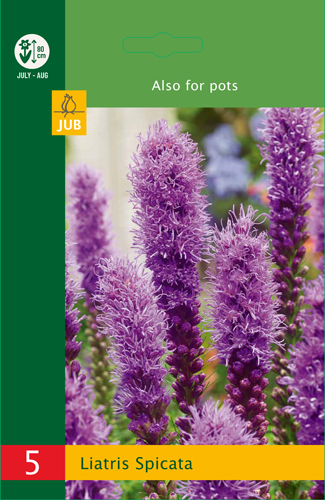LOW BUDGET LIATRIS SPICATA - 5 ks