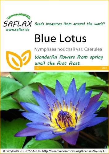 Leknín hviezdovitý modrý