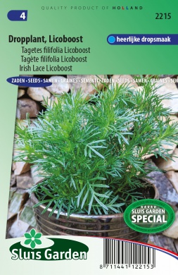 Tagetes filifolia Irish Lace Licoboost cca 20 semien