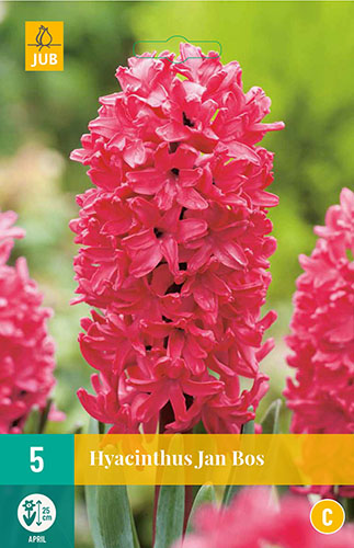 hyacint, ruzovy hyacint, cibuloviny, kvety, cibulky kvetov, kvetove cibule