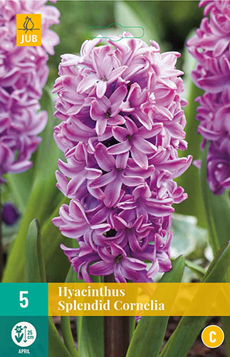 hyacint, kvetove cibulky, cibuloviny, kvety, cibule hyacintov, cubuloviny