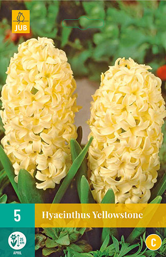 hyacint, kvetove cibulky, cibuloviny, kvety, cibule hyacintov, cubuloviny