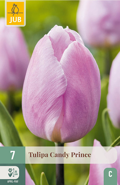 Tulipán CANDY PRINCE - 10 ks