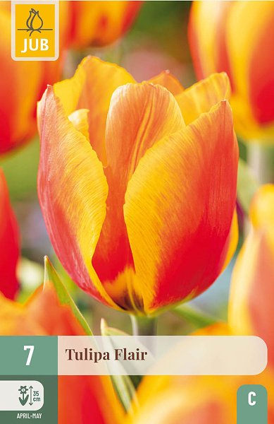 Tulipán Flair - 7 ks
