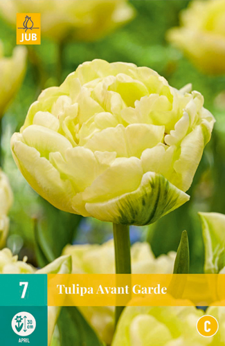 Tulipán AVANT GARDE - 7 ks