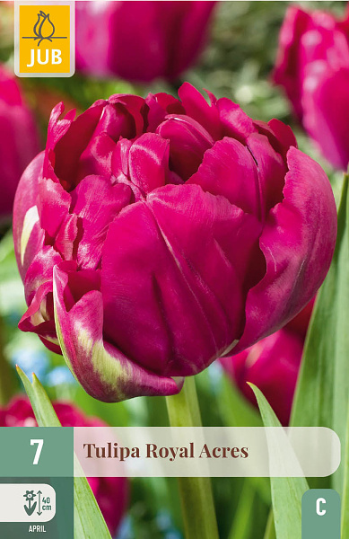 Tulipán Royal Acres - 7 ks