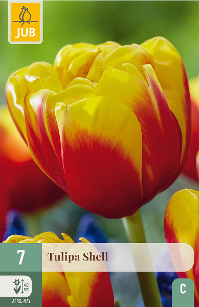 Tulipán Shell - 7 ks