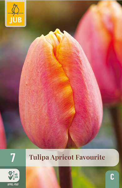 Tulipán Apricot Favourite, tulipány, cibuloviny, jesenné cibuloviny,