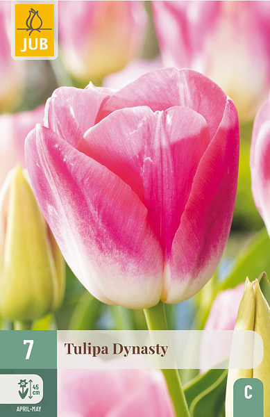 Tulipán Dynasty - 7 ks