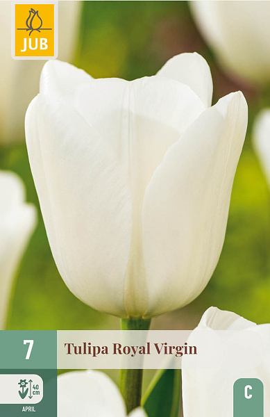 Tulipán ROYAL VIRGIN - 7 ks