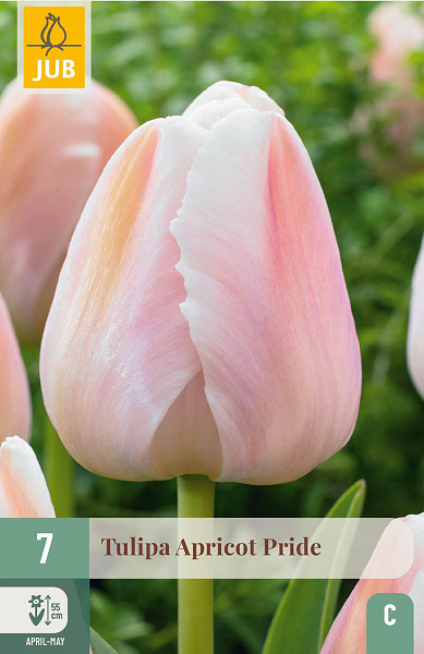 Tulipán Apricot Pride - 7 ks