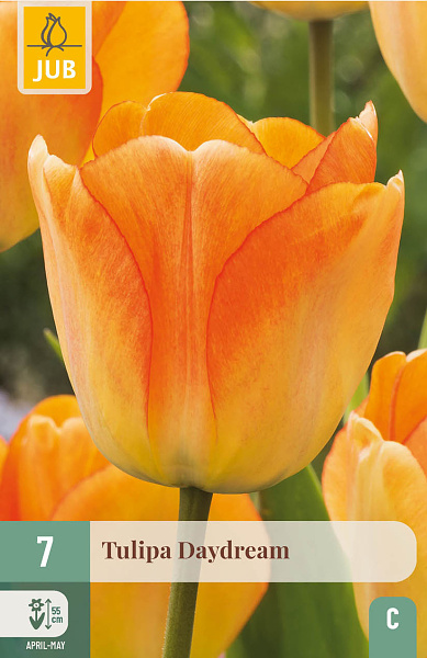 Tulipán Daydream - 7 ks