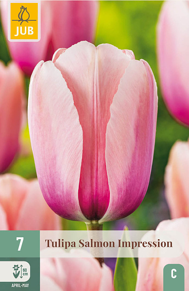 Tulipán SALMON IMPRESSION - 10 ks