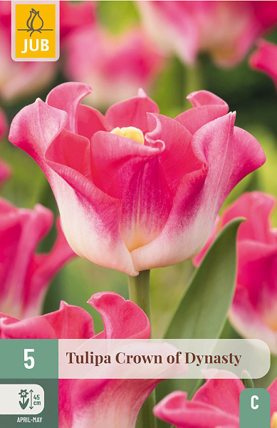 Tulipán Crown of Dynasty - 5 ks