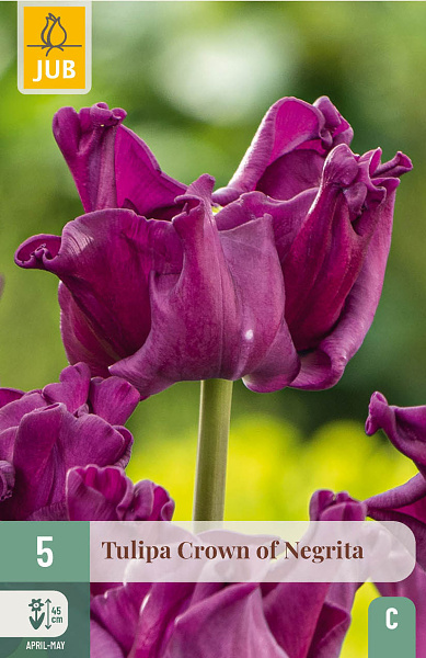 Tulipán Crown of Negrita - 5 ks