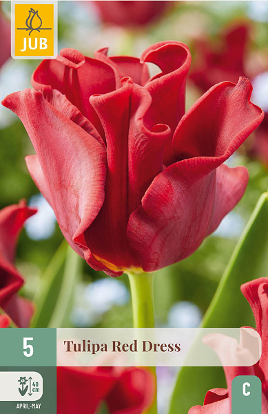 Tulipán Red Dress - 5 ks