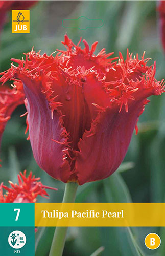 Tulipán Pacific Pearl - 7 ks