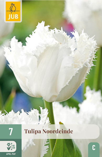 Tulipán Noordeinde - 7 ks