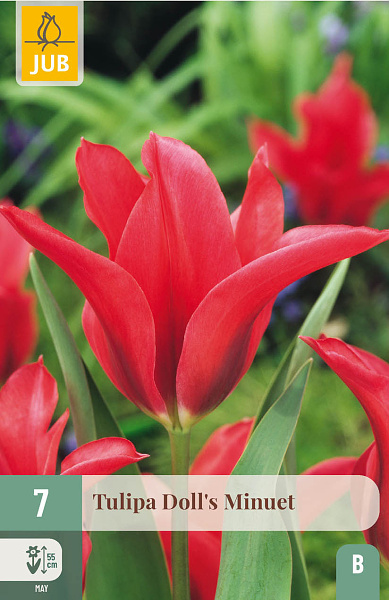 Tulipán Doll´s Minuet - 7 ks
