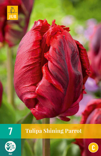 Tulipán SHINING PARROT - 7 ks
