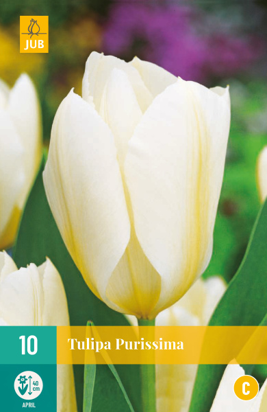 Tulipán Purissima - 10 ks