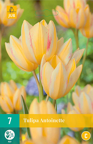 Cibuloviny, tulipány, Tulipán Antoinette