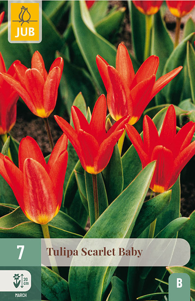 Tulipán SCARLET BABY 7 ks 