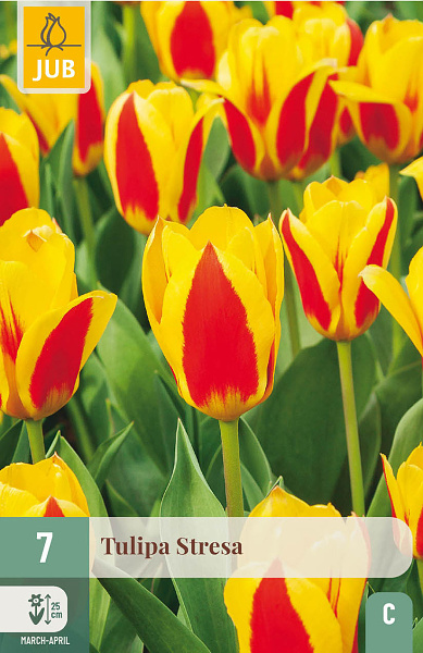 Tulipán Stresa - 7 ks 
