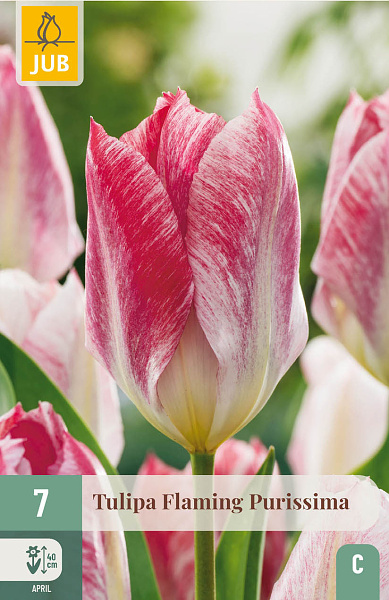 Tulipán Flaming Purissima - 7 ks