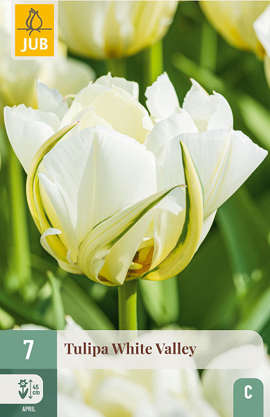 Tulipán White Valley - 7 ks