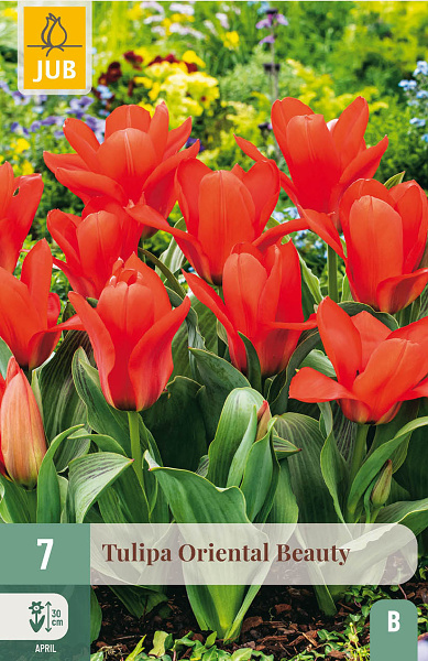 Tulipán ORIENTAL BEAUTY 10 ks 