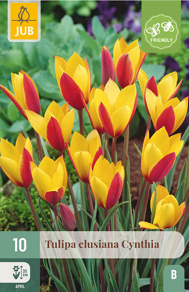 Tulipán Clusiana Cynthia - 10 ks
