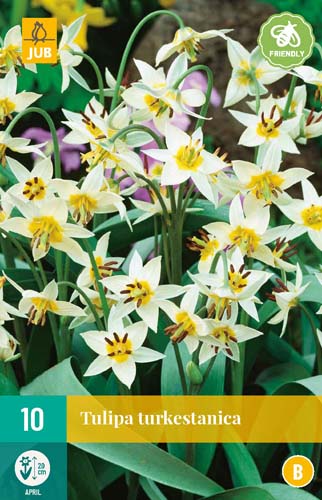 Tulipán turkestanica - 10 ks