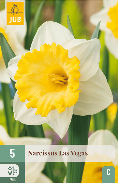 Narcis Las Vegas - 5 ks