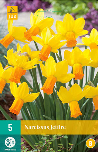 jetfire, narcis, narcisy, cibuloviny, cibulky, kvety, kvetove cibule, zlte kvety, jarne kvety