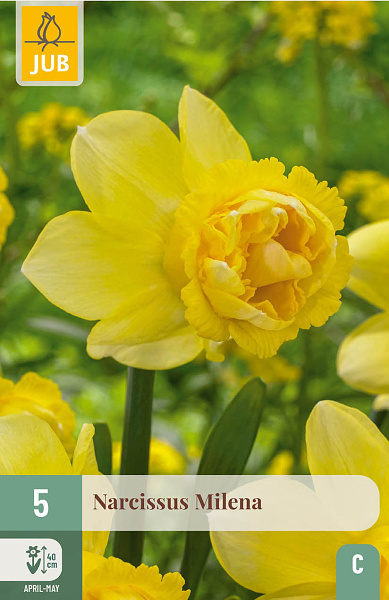 Narcis Milena - 5 ks