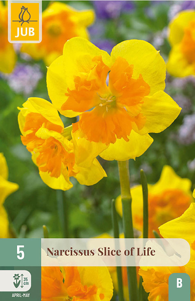 Narcis Slice if Life - 5 ks