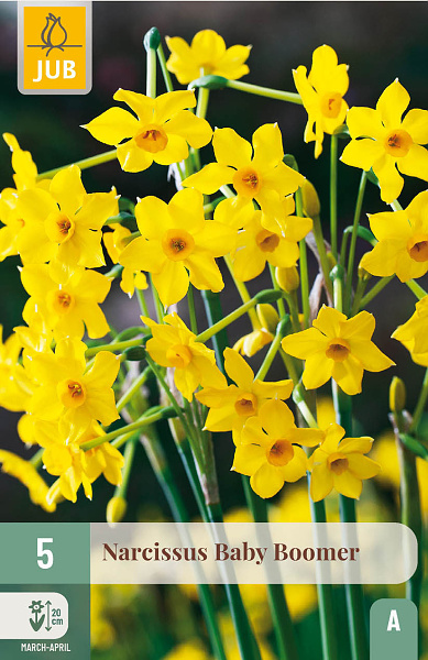 Narcis BABY BOOMER 5 ks 