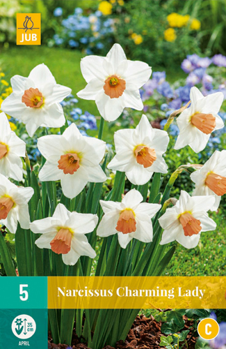 Narcis CHARMING LADY 5 ks 
