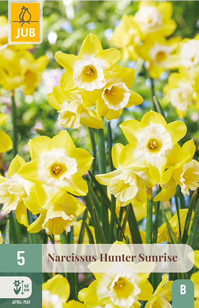 Narcis Hunter Sunrise - 5 ks